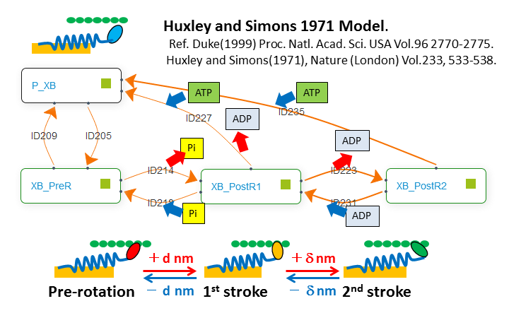 Huxley and Simons 1971 model