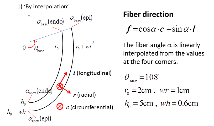 Geometry of the half sectional model and fiber directions
