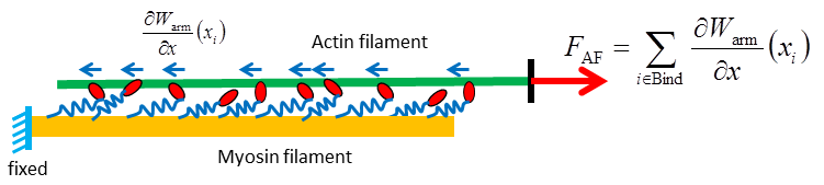 Mechanical equilibrium for the actin filament with the dragging by the binding myosin heads and the force at the actin free end