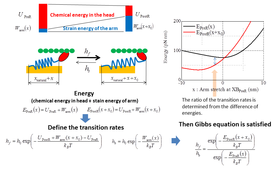 Transformation between the chemical energy and the mechanical energy