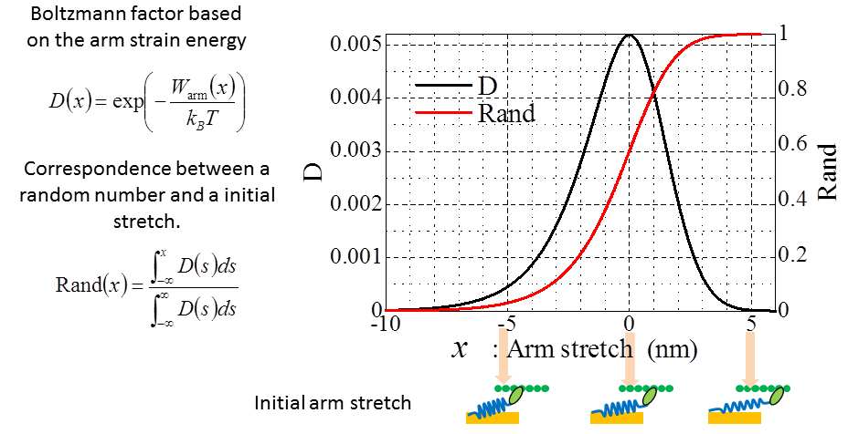 Initail arm strech from the Boltzmann factor