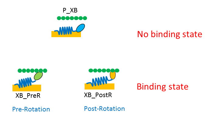 3-state model composed of one no binding state (P_XB) and two binding states (XB_PreR and XB_PostR)
