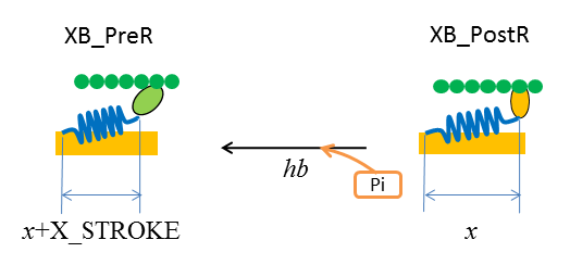 Myosin head backward rotation and the Pi molecule binding